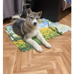 Западно-сибирская лайка