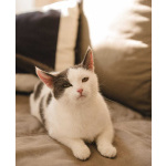 Ариша замечательная кошечка и ей нужен дом!