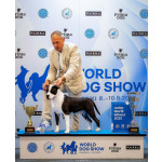 Американский стаффордширский терьер — красивые щенки