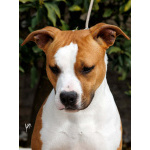 Американский стаффордширский терьер — красивые щенки