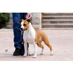 Американский стаффордширский терьер — красивые щенки