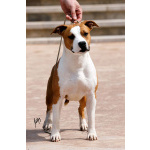 Американский стаффордширский терьер — красивые щенки