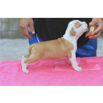 Американский стаффордширский терьер — красивые щенки