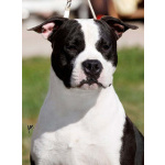 Американский стаффордширский терьер — красивые щенки