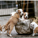 Американский стаффордширский терьер — красивые щенки