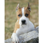 Американский стаффордширский терьер — красивые щенки