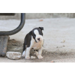 Американский стаффордширский терьер — красивые щенки