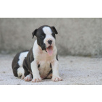 Американский стаффордширский терьер — красивые щенки