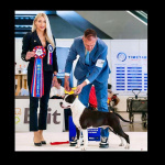 Американский стаффордширский терьер — красивые щенки