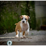 Американский стаффордширский терьер — красивые щенки