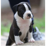 Американский стаффордширский терьер — красивые щенки