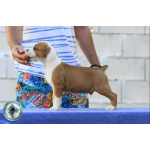 Американский стаффордширский терьер — красивые щенки