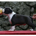 Американский стаффордширский терьер — красивые щенки