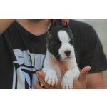 Американский стаффордширский терьер — красивые щенки