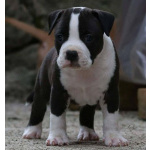 Американский стаффордширский терьер — красивые щенки