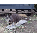 Молодая кошечка Люся ищет дои!