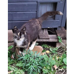 Молодая кошечка Люся ищет дои!