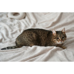 Ищем дом для слепой кошечки Сони!