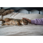 Ищем дом для слепой кошечки Сони!