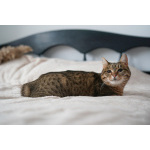 Ищем дом для слепой кошечки Сони!