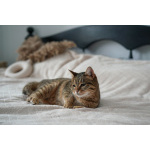 Ищем дом для слепой кошечки Сони!