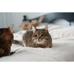 Ищем дом для слепой кошечки Сони!