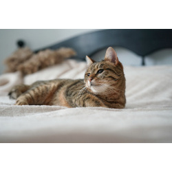 Ищем дом для слепой кошечки Сони!