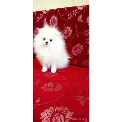 Белоснежный пушистый щенок мальчик померанский шпиц с документами