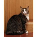 Варежка ищет дом!