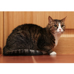 Варежка ищет дом!