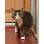 Варежка ищет дом!