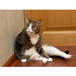 Варежка ищет дом!