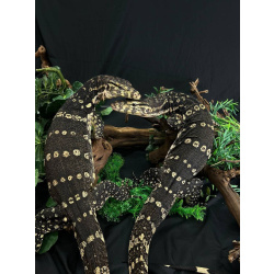 Полосатый варан