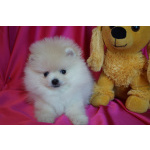 Мальчик померанского шпица