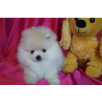 Мальчик померанского шпица