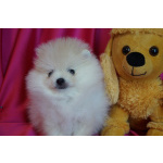 Мальчик померанского шпица