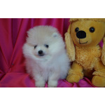 Мальчик померанского шпица