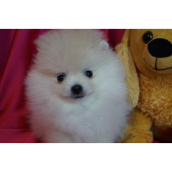 Мальчик померанского шпица