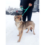 Небольшая домашняя собачка ищет дом