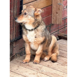 Небольшая домашняя собачка ищет дом