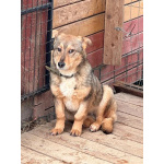 Небольшая домашняя собачка ищет дом