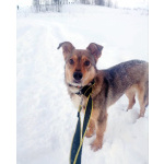 Небольшая домашняя собачка ищет дом