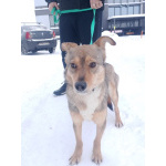 Небольшая домашняя собачка ищет дом