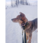 Небольшая домашняя собачка ищет дом