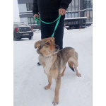 Небольшая домашняя собачка ищет дом