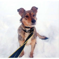 Небольшая домашняя собачка ищет дом