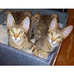 Ориентальные котята шоколадный пятнистый