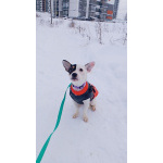 Маленькая красивая собачка