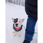 Маленькая красивая собачка