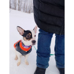 Маленькая красивая собачка